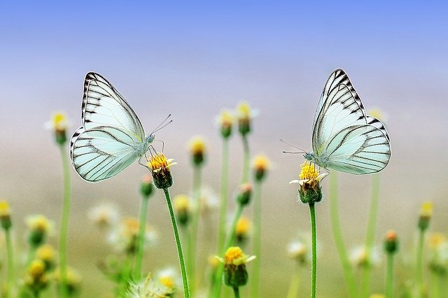 motýl na květině