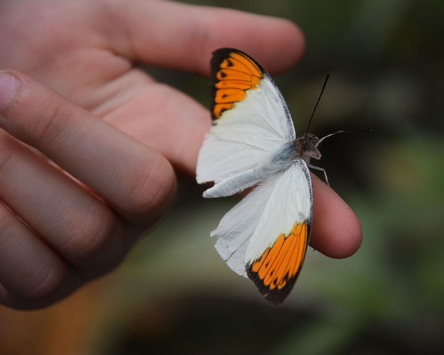 motýl na prstě