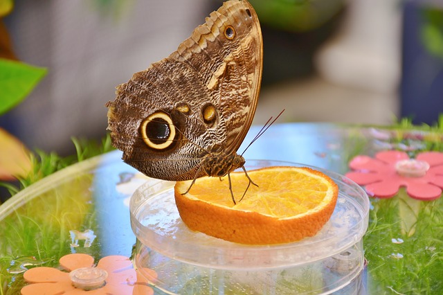 motýl na ovoci